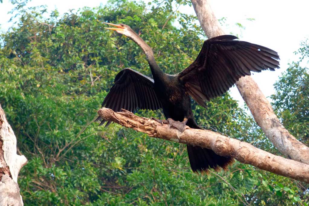 featured1023x682-aves-004