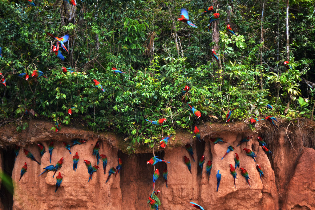 featured1023x682-collpachuncho-002